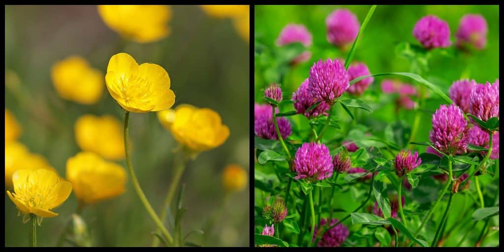 10 زهور برية أيرلندية جميلة للبحث عنها في فصلي الربيع والصيف