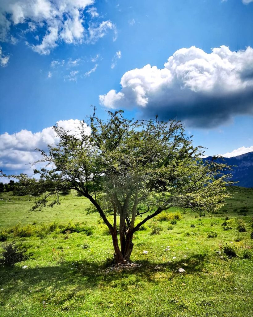 Los 10 árboles irlandeses NATIVOS MÁS INCREÍBLES, CLASIFICADOS
