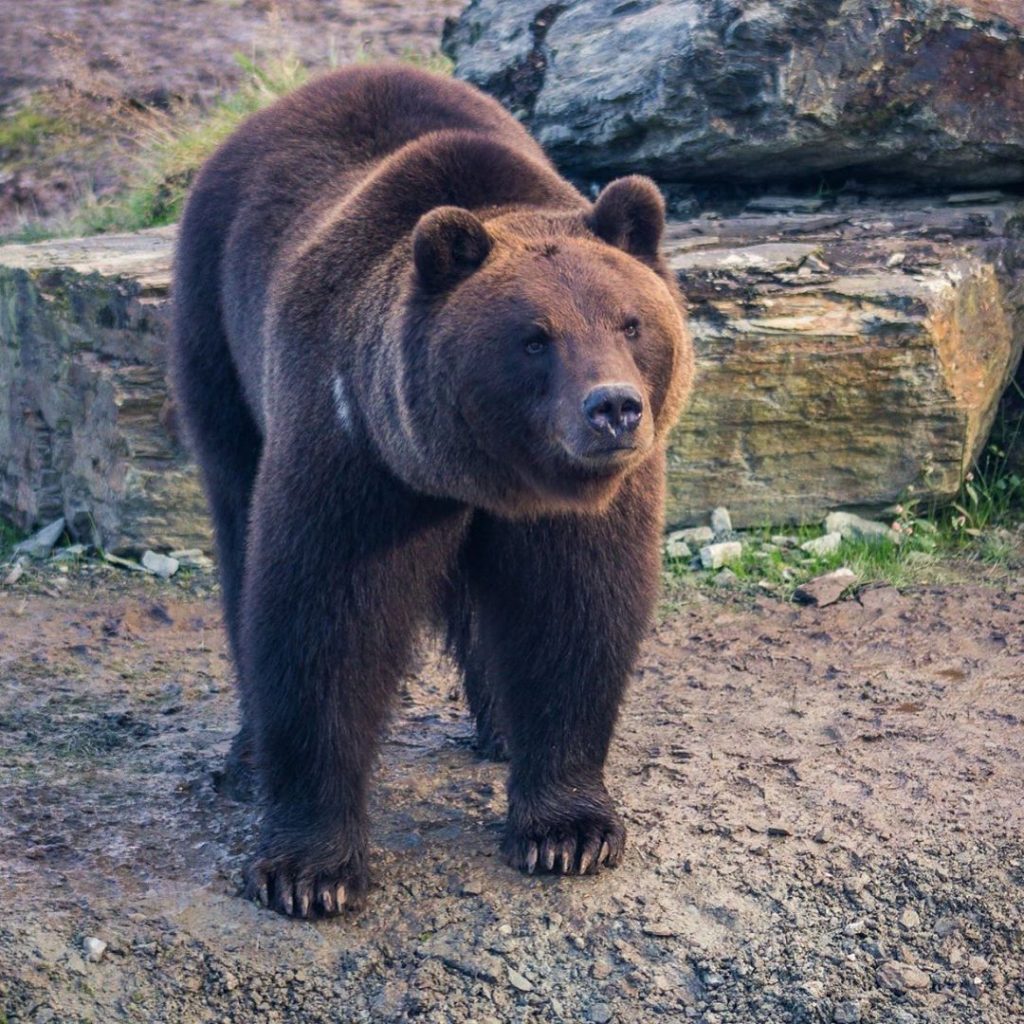 Кафявите мечки се завръщат в Ирландия след хилядолетия на изчезване