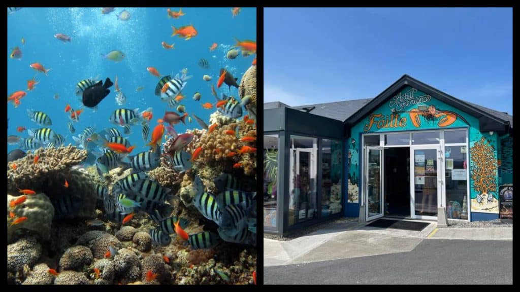 Top 5 parasta akvaariota Irlannissa, joissa sinun PITÄÄ käydä, RANKED