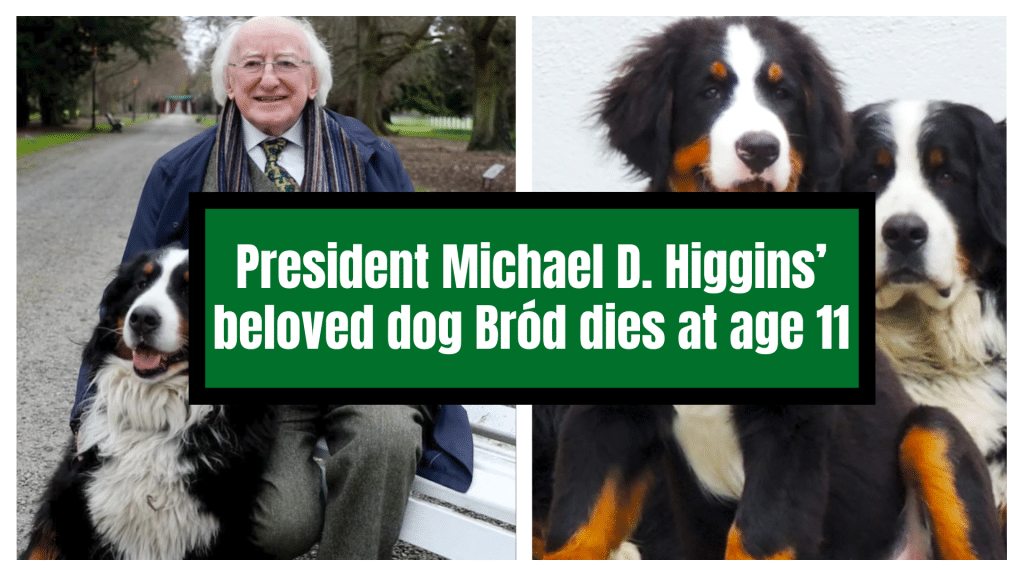 迈克尔-D-希金斯的爱犬 "安详 "去世，享年11岁